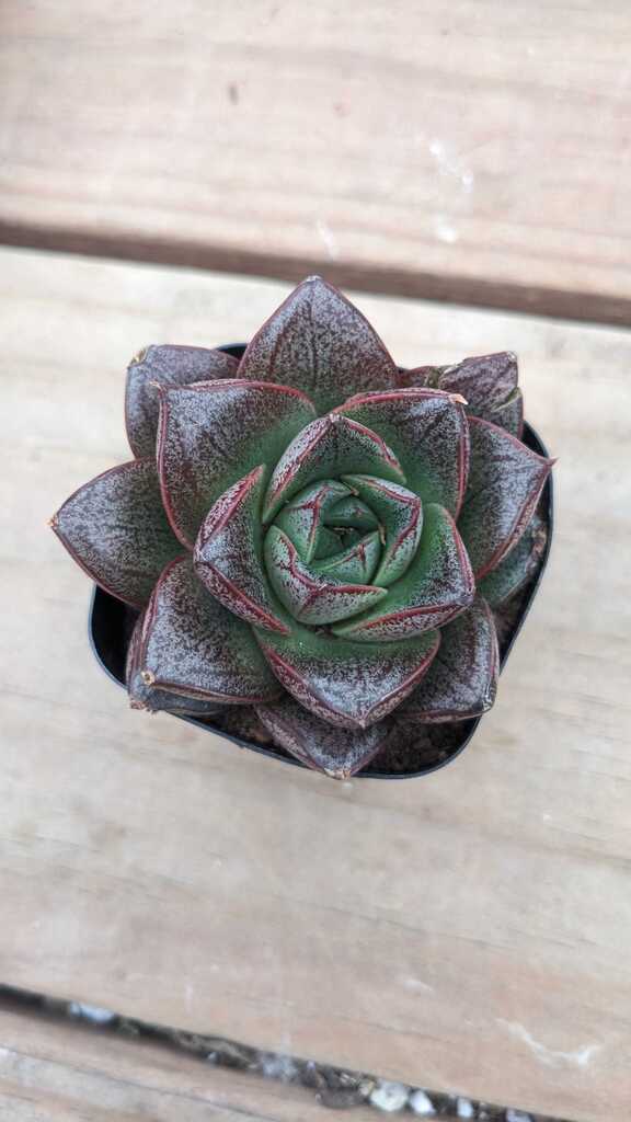 Echeveria Dionysos