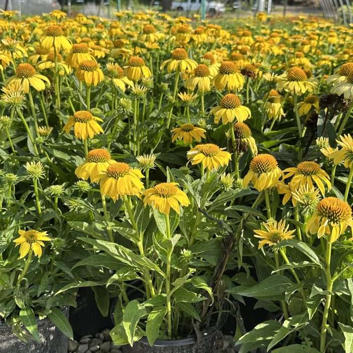 Echinacea Sombrero Lemon Yellow 1 gal plant photo