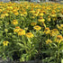 Echinacea Sombrero Lemon Yellow 1 gal plant photo