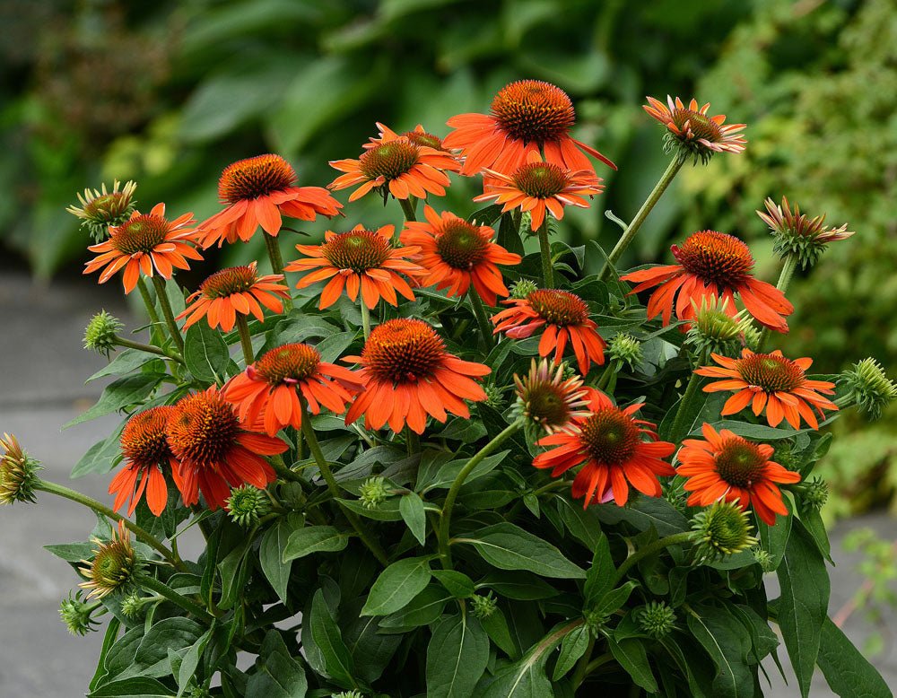 Echinacea Sombrero Adobe Orange 1 gal plant photo