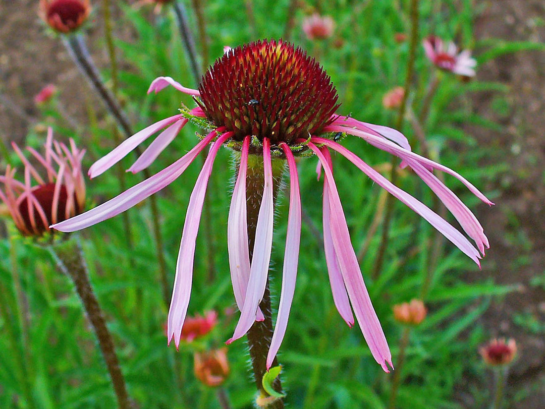 Pale Purple Coneflower 