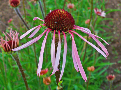 Pale Purple Coneflower 