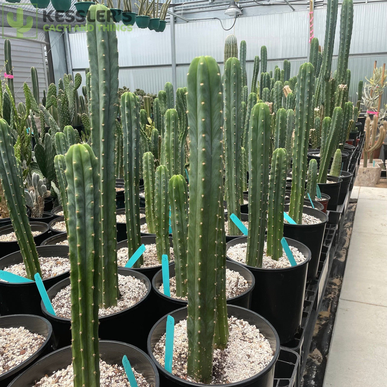 6" Cactus San Pedro plant photo