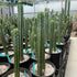 6" Cactus San Pedro plant photo