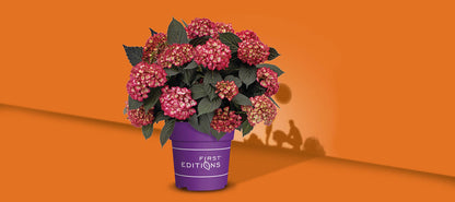 Hydrangea &