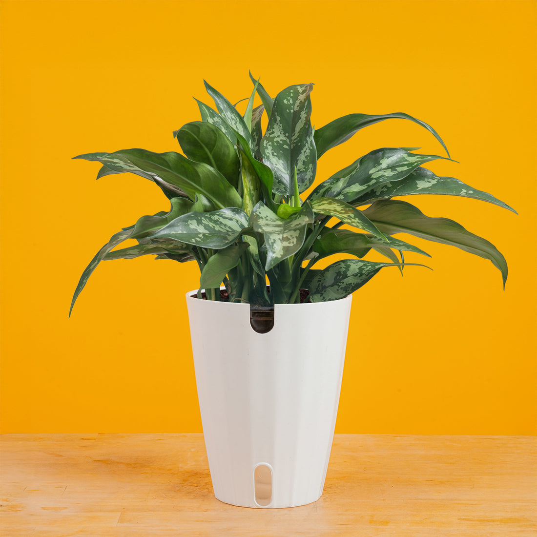 8" Aglaonema Emerald Beauty plant photo