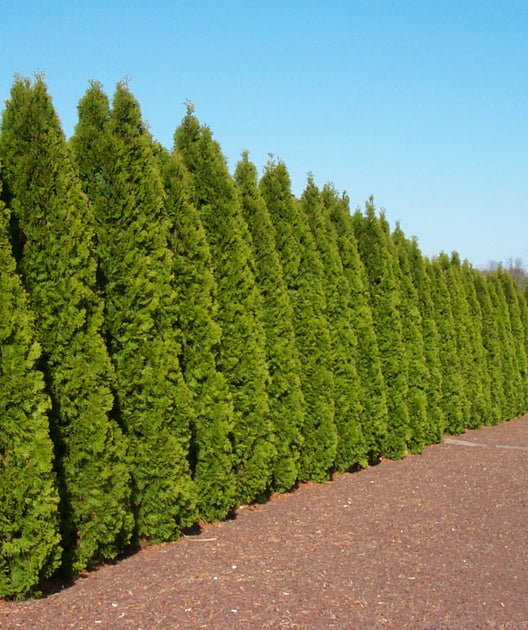 Arborvitae &