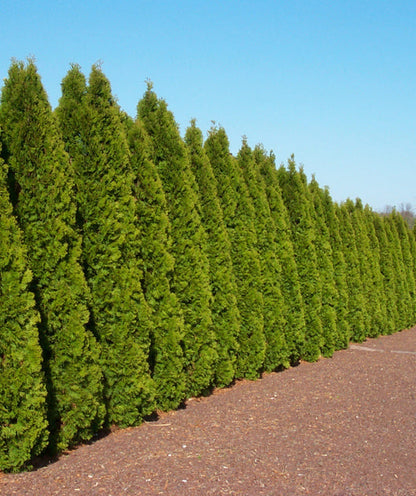 Arborvitae &