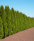 Arborvitae &