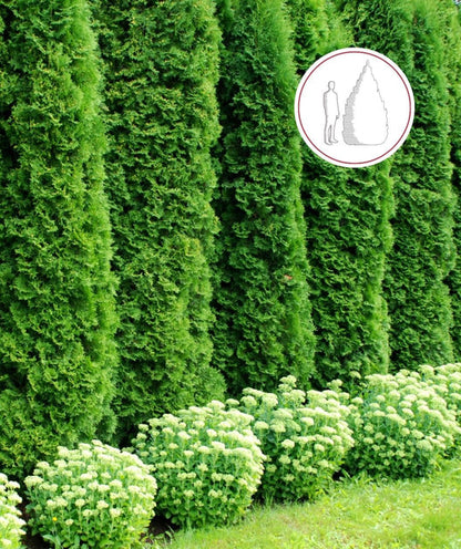 Arborvitae &