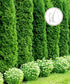 Arborvitae &