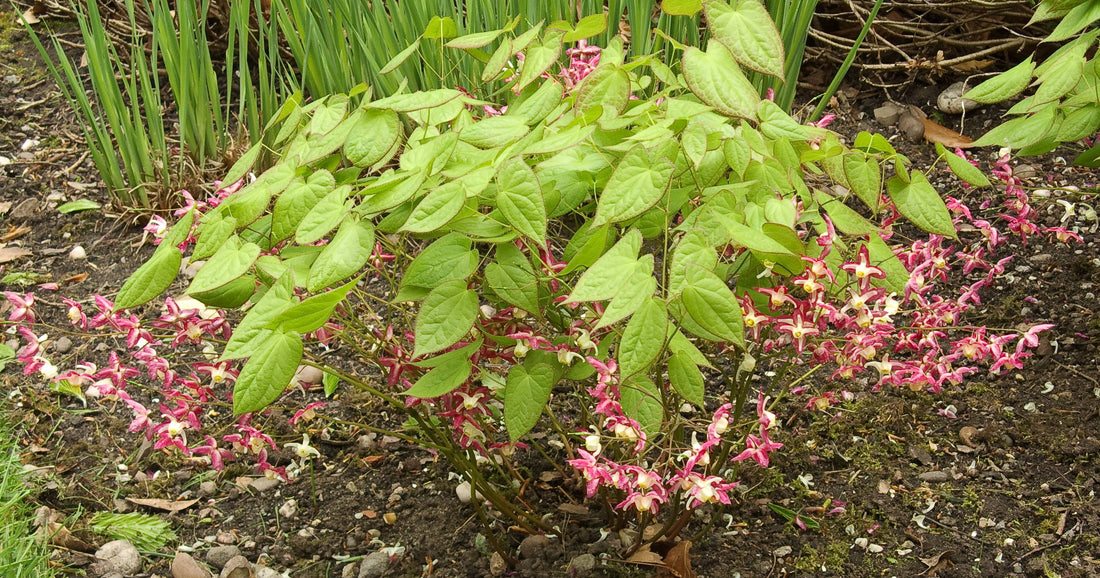 Epimedium rubrum 1 qt plant photo