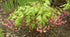 Epimedium rubrum 1 qt plant photo