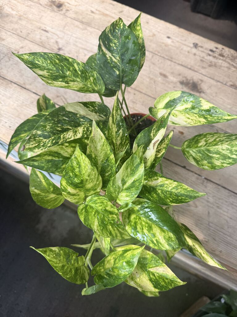 Epipremnum Yellow Flame