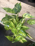 Epipremnum Yellow Flame