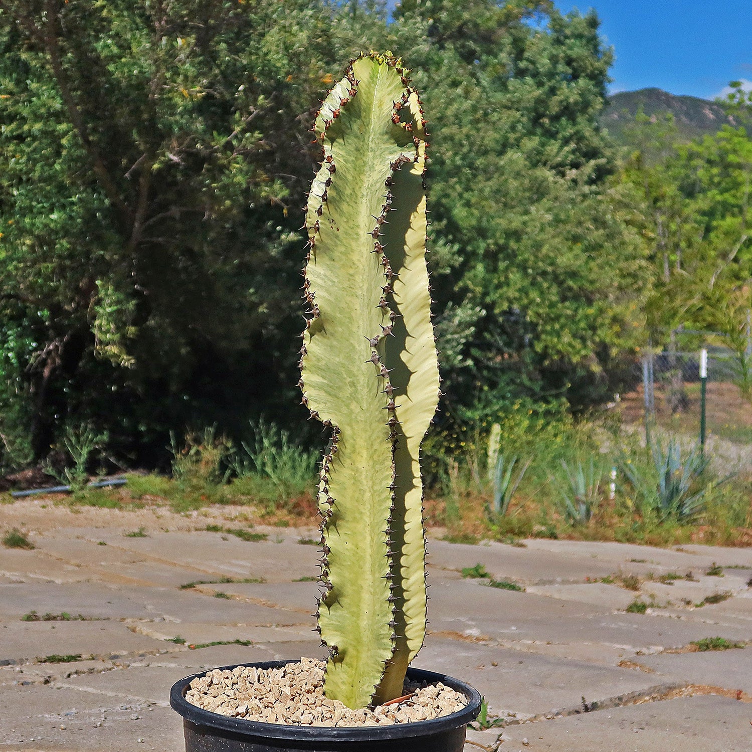 5g Euphorbia Ammak plant photo