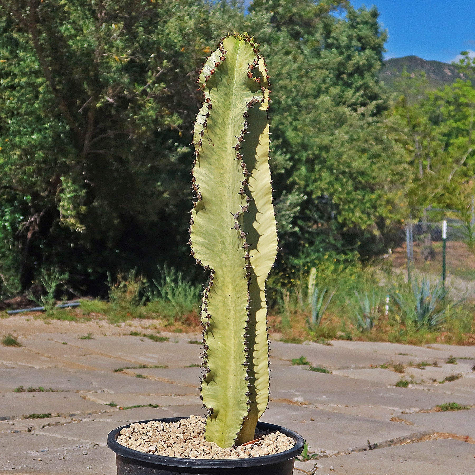 5g Euphorbia Ammak plant photo