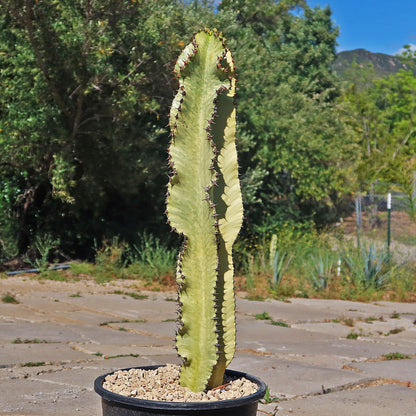5g Euphorbia Ammak plant photo