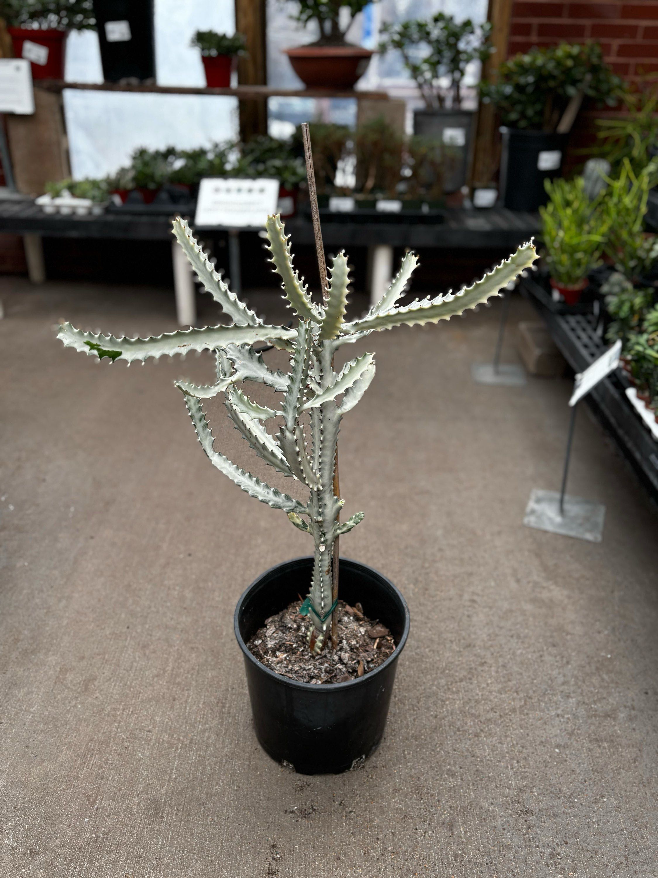 10" Euphorbia Lactea White Ghost