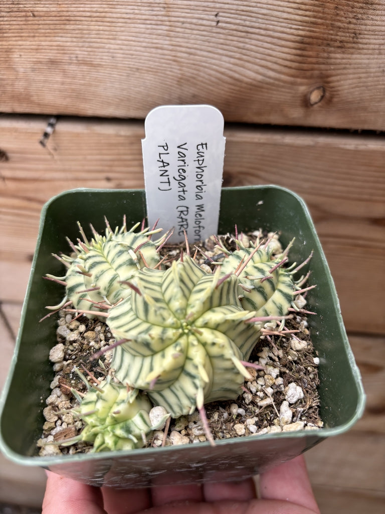 Euphorbia Meloformis Variegata