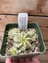 Euphorbia Meloformis Variegata