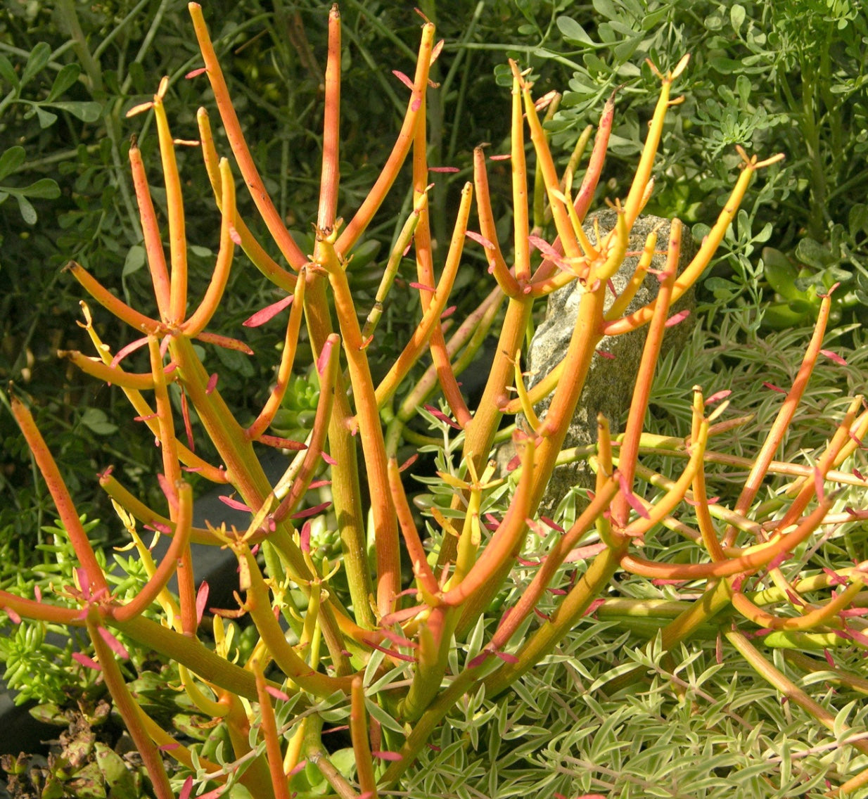 5gal Euphorbia Sticks of Fire plant photo
