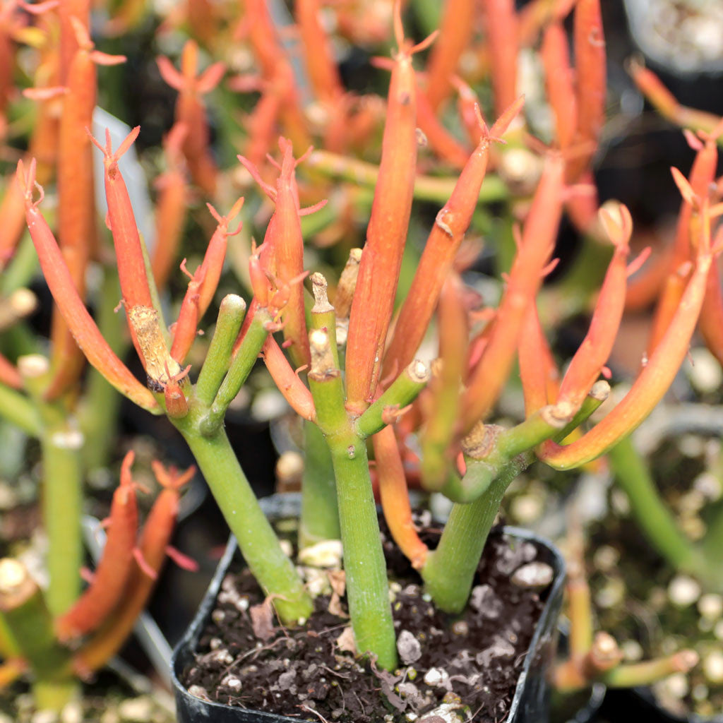 4" Euphorbia Sticks of Fire plant photo