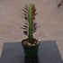 6" Euphorbia Trigona Red plant photo
