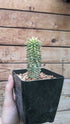 Euphorbia corn on the cob