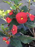 4" Euphorbia Geruthii plant photo