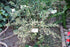 2" Euphorbia Pedilanthus plant photo