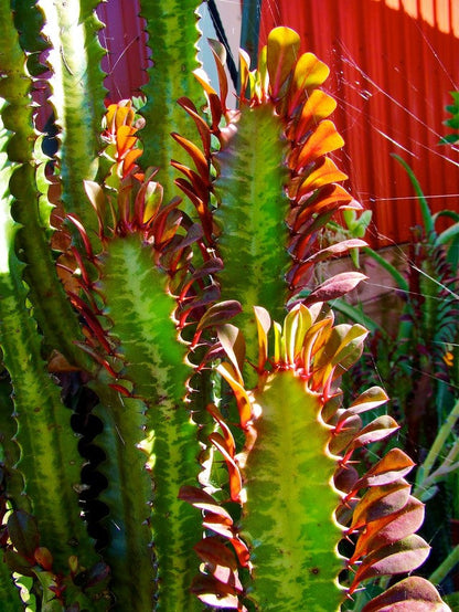6" Euphorbia Trigona Red plant photo