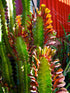 6" Euphorbia Trigona Red plant photo