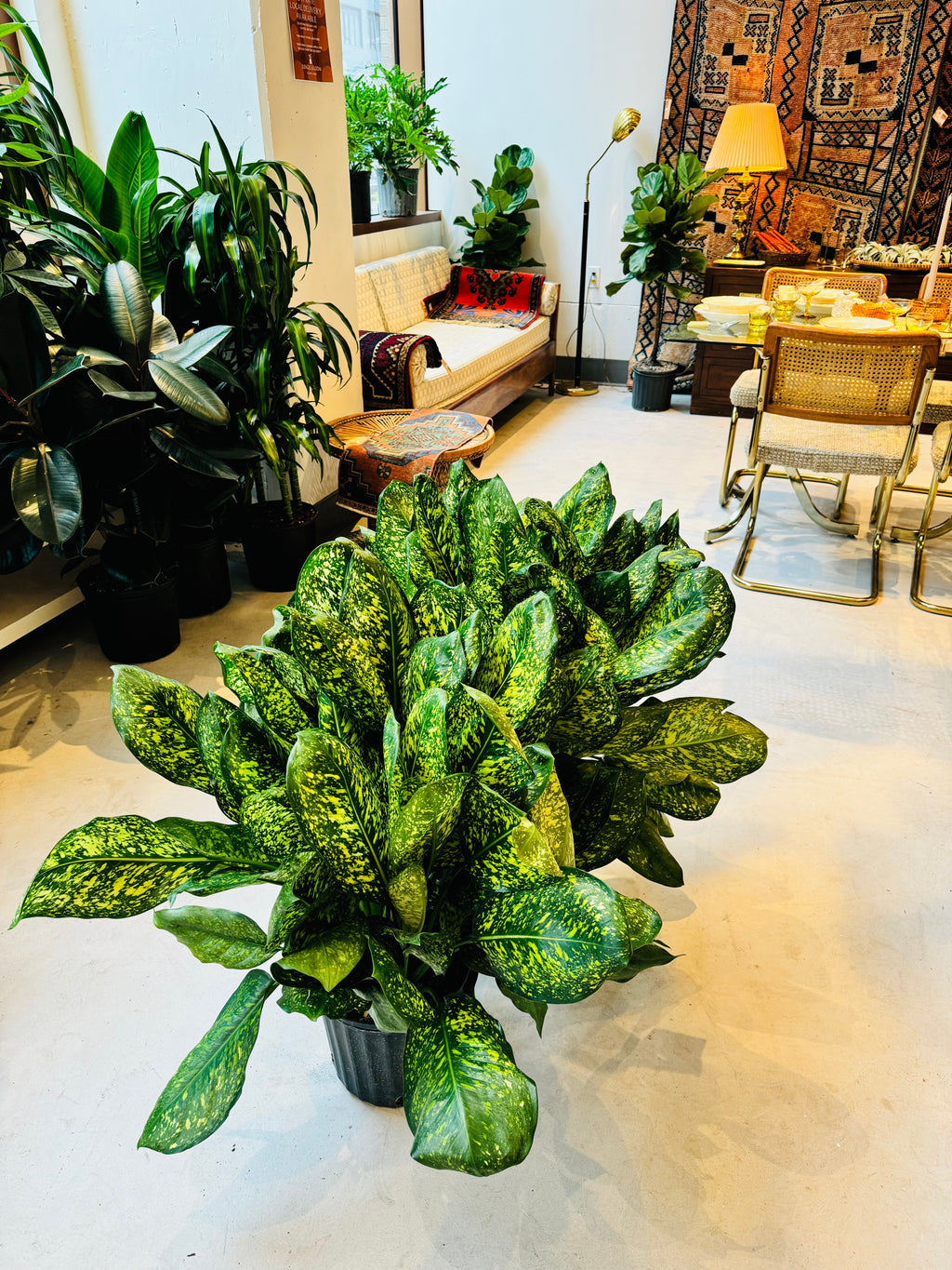 10" Aglaonema Lumina plant photo