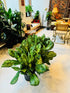 10" Aglaonema Lumina plant photo