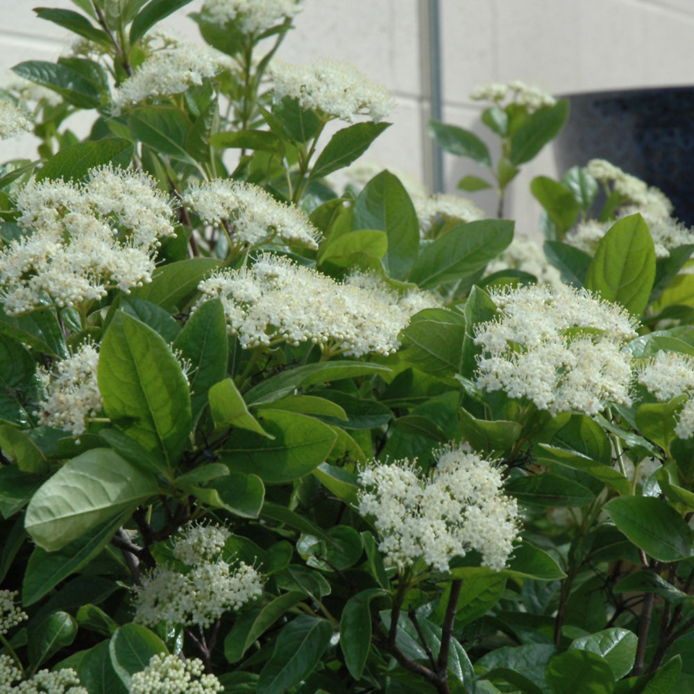 Viburnum &