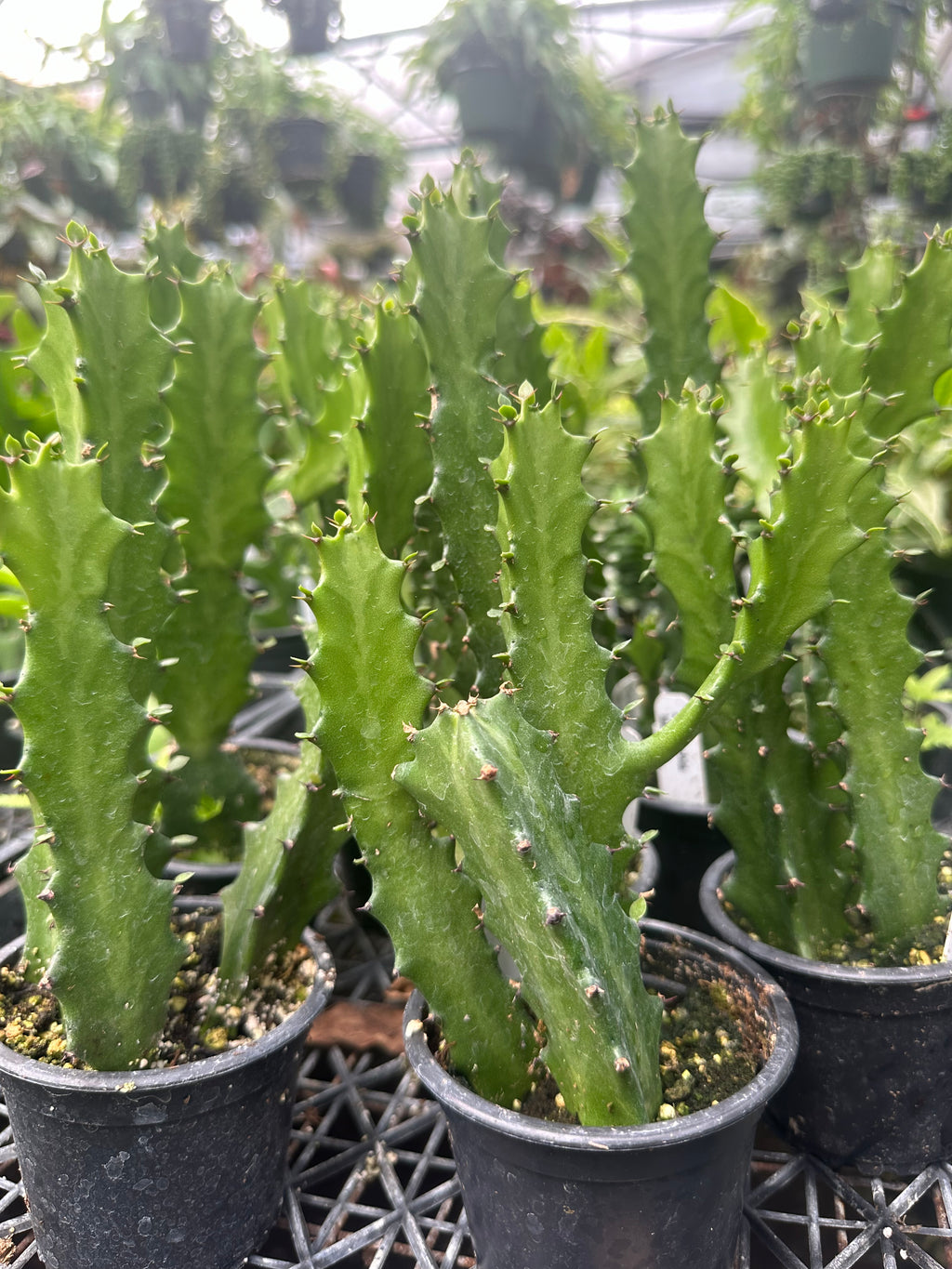 4" Euphorbia Lactea plant photo