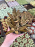4" Kalanchoe plant photo