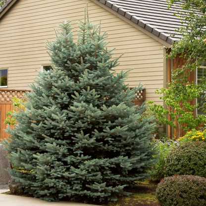 Spruce &