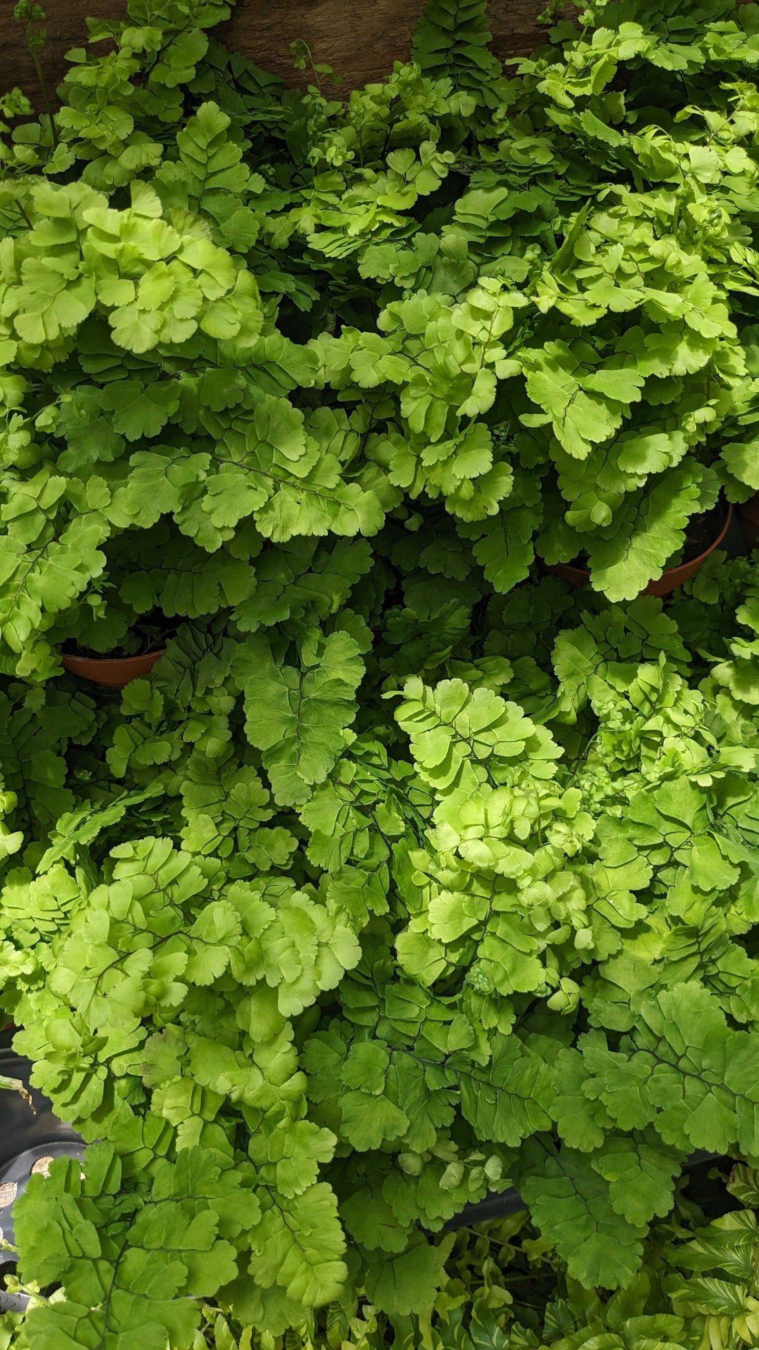 Fern Pacific Maidenhair