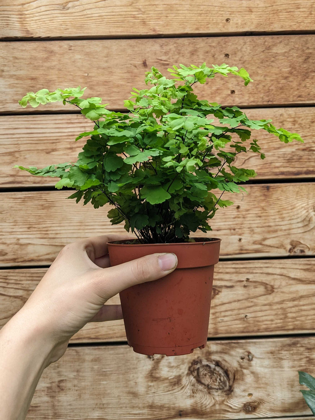 Fern Pacific Maidenhair
