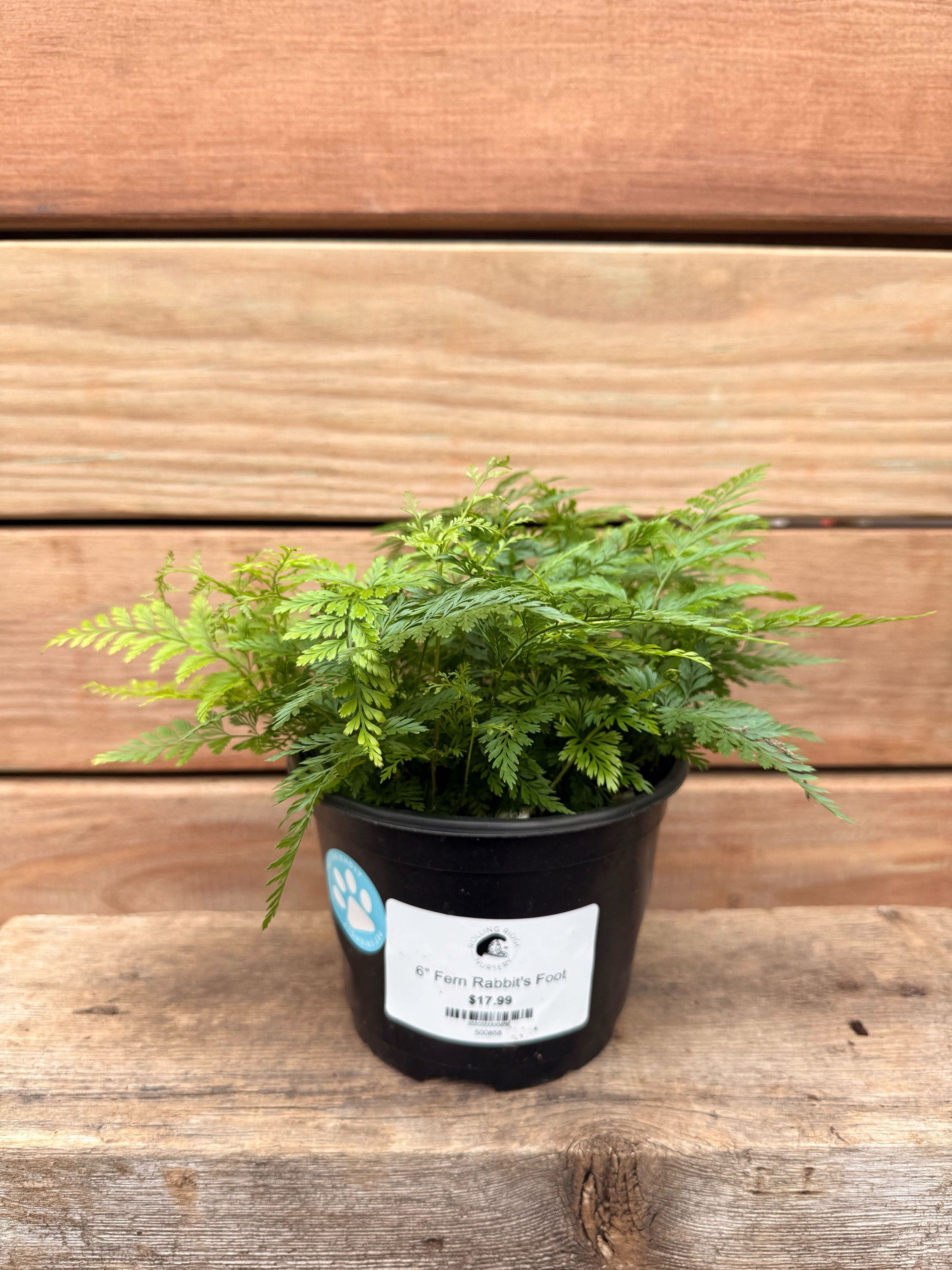 4" Fern Rabbit&