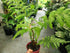 Fern Australian Tree plant photo