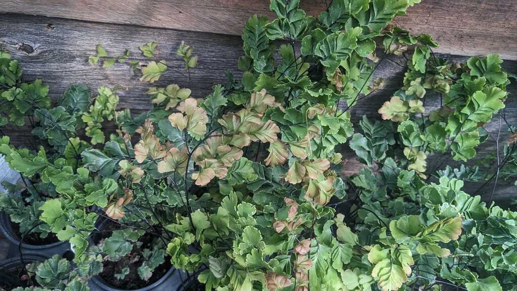 Fern Bicolor Maidenhair