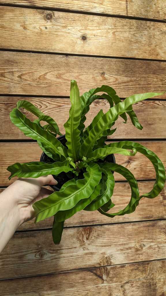 Fern Birdsnest Hurricane