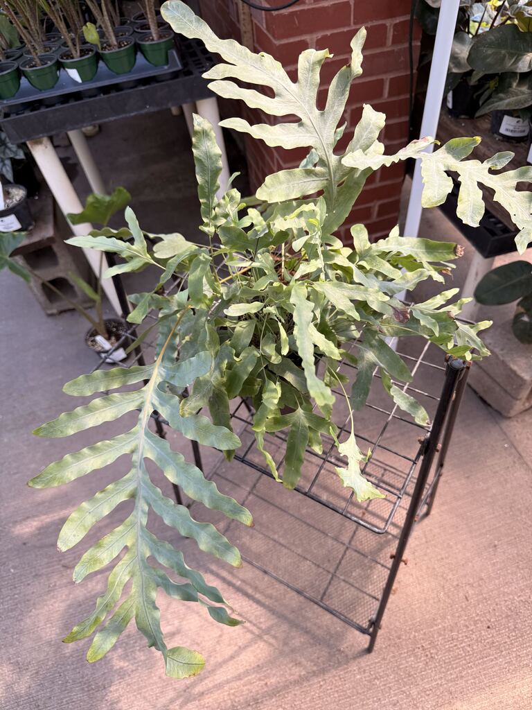 Fern Blue Star