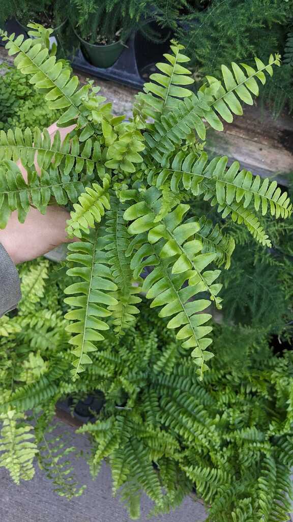 Fern Boston