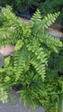 Fern Boston