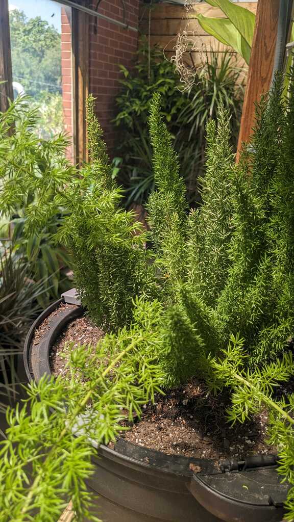 Fern Foxtail