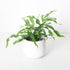 Fern Kangaroo Paw plant photo
